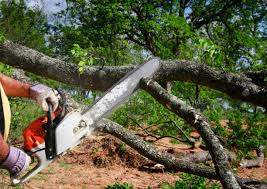 How Our Tree Care Process Works  in  Shelley, ID